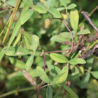 Cajanus scarabaeoides (L.) Thouars